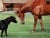 2000 - 2009 British Oil Portrait Painting Camilla Parker Bowles at Wiltshire Farm Prized Sheep & Horses, Signed Diana Douglas Hamilton Dated 2002 For Sale - Image 5 of 12