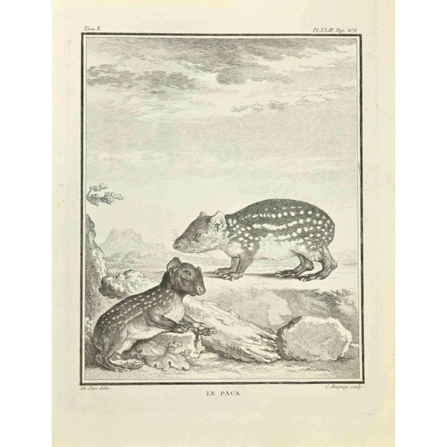 Le Paca is an etching realized by Jean Charles Baquoy in 1771. It belongs to the suite "Histoire Naturelle de Buffon". The...