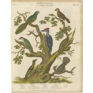Ornithology Land Birds Plate VI, 1811, Paper For Sale