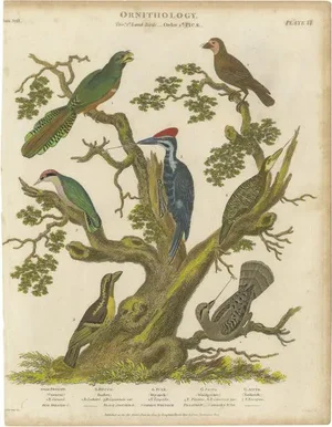 Ornithology Land Birds Plate VI, 1811, Paper
