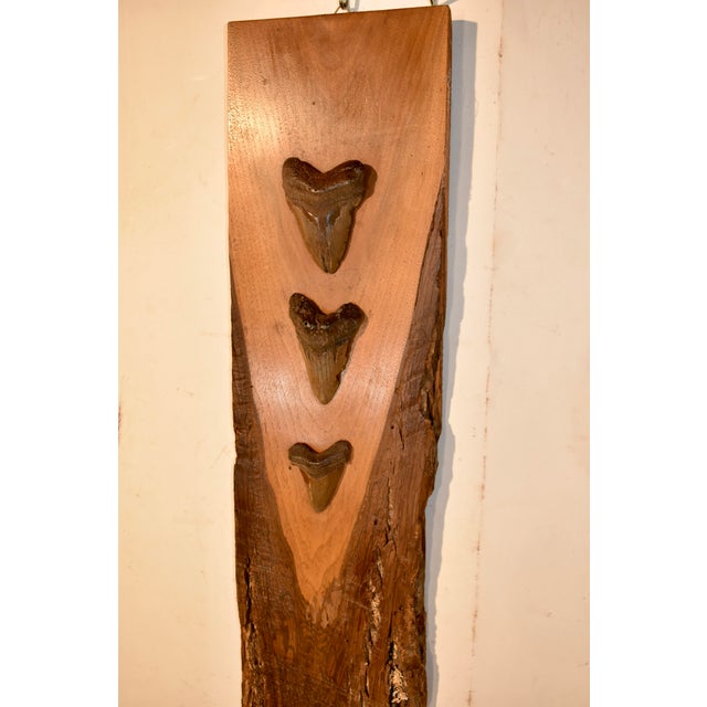 Megladon Teeth Mounted on Pecky Cypress Board For Sale - Image 4 of 8