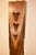 Megladon Teeth Mounted on Pecky Cypress Board For Sale - Image 4 of 8