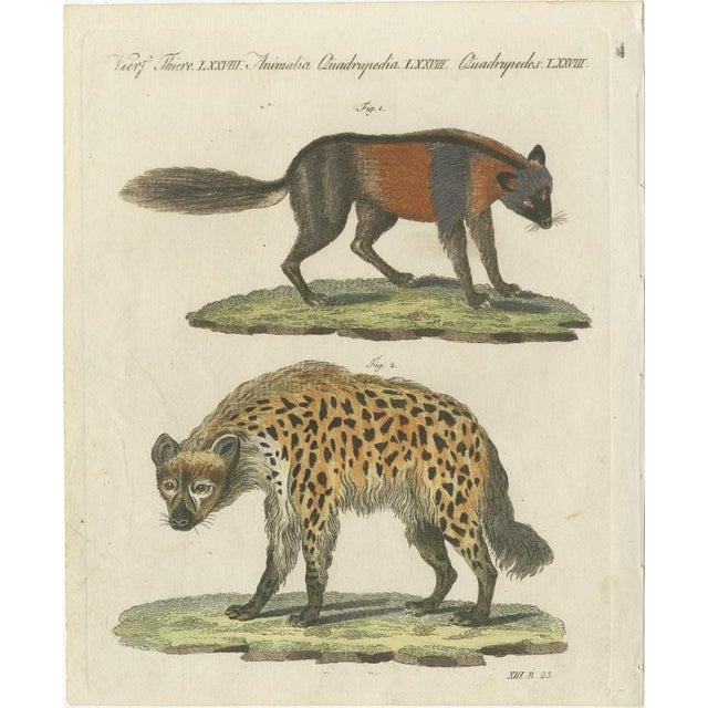 Bertuch, Cross Fox and Spotted Hyena, 1812, Print For Sale - Image 3 of 12