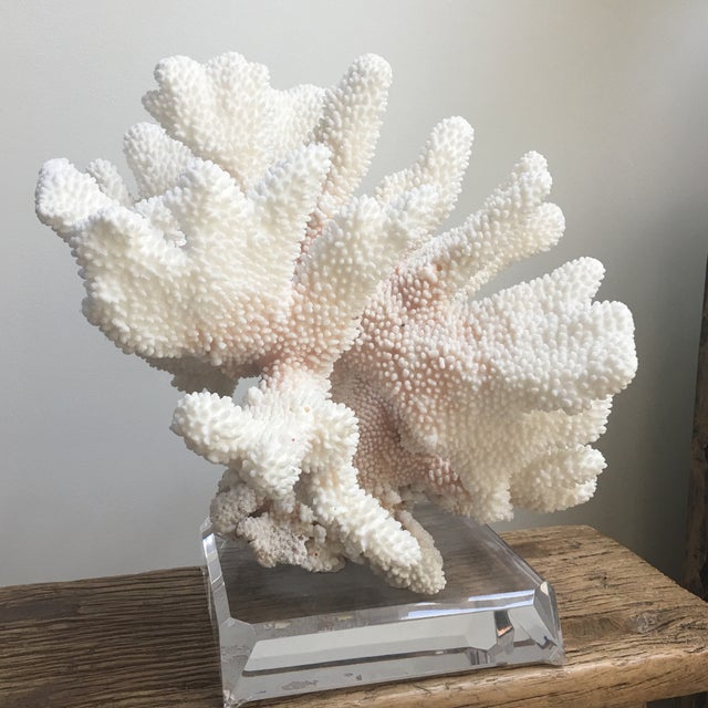 Coral Decoration on Acrylic Stand Chairish