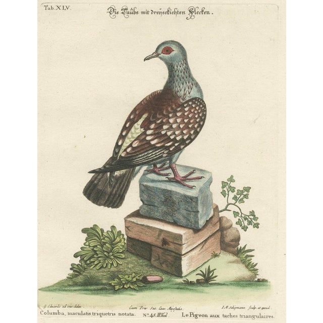 After George Edwards, Pigeon, Copperplate Engraving, 1770 For Sale - Image 3 of 9