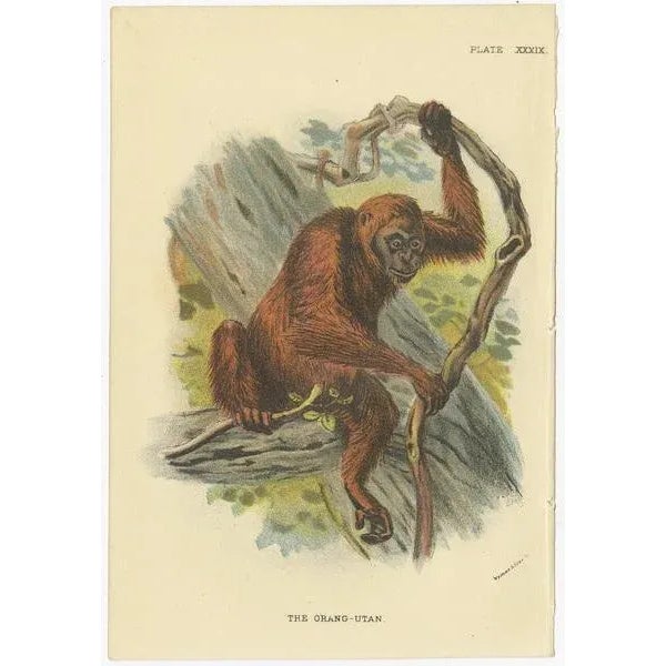 Paper Lloyd, Illustrations of Various Monkey Species, 1894, Set of 8 For Sale - Image 7 of 10