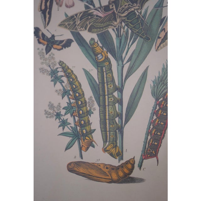 Pair Vintage Butterfly Colored Engraving Prints For Sale - Image 9 of 12