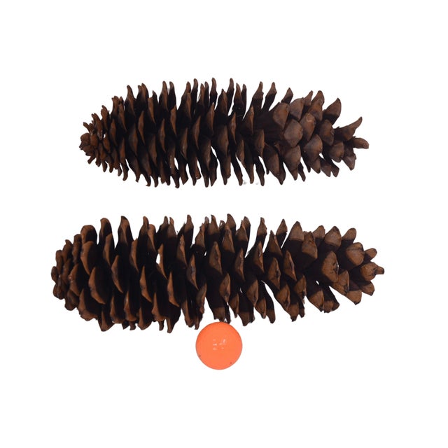 Huge 14" Natural Pine Cones For Sale - Image 4 of 6