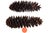 Huge 14" Natural Pine Cones For Sale - Image 4 of 6