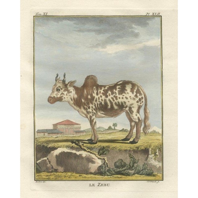 After Jacques de Sève, Zebu, 1769, Print For Sale - Image 10 of 10