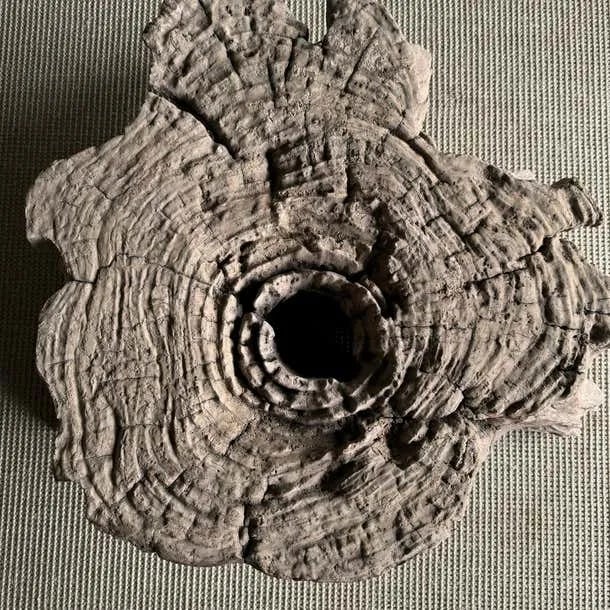 1960s Elm Wood Tree Stump Table For Sale - Image 11 of 12