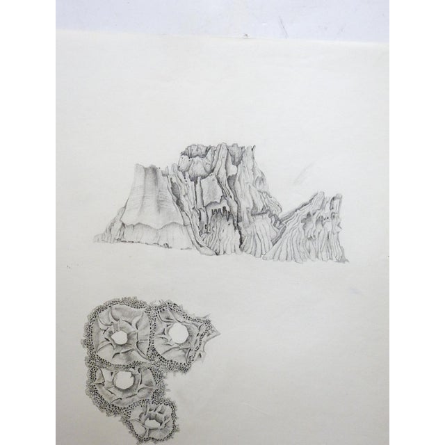 Mid 20th Century Detailed Pencil Drawing Study of Barnacles | Chairish