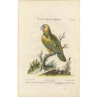 Leitner, The Great Green Parrot of the West Indies, 1770s, Hand-Coloured Engraving For Sale