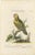 Leitner, The Great Green Parrot of the West Indies, 1770s, Hand-Coloured Engraving For Sale