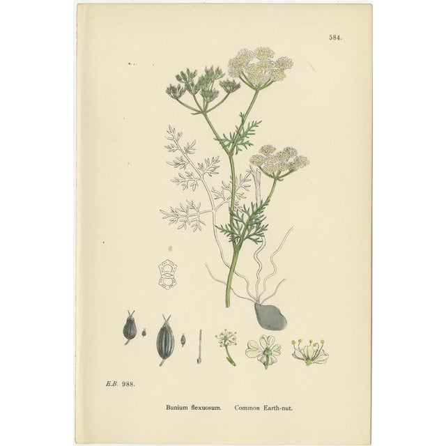 Antique English Botanical Prints – British Wildflowers for Elegant Interiors c.1902 This elegant group of six original...