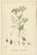 Antique English Botanical Prints – British Wildflowers for Elegant Interiors c.1902 This elegant group of six original...