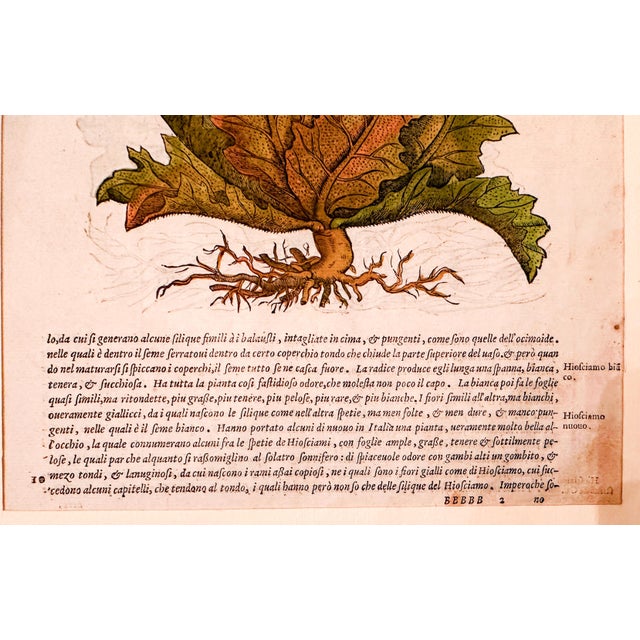 Paper Original Mattioli Pietro Andrea Antique Italian Woodcut of Hiosciamo For Sale - Image 7 of 8