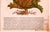 Paper Original Mattioli Pietro Andrea Antique Italian Woodcut of Hiosciamo For Sale - Image 7 of 8