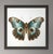 'Butterfly' (14) - Framed Original Art Print. Diane Grant Studio Editions. *All rights reserved. From a series of prints,...
