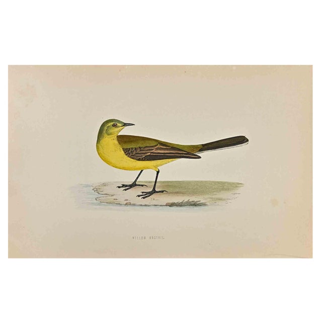 Alexander Francis Lydon, Yellow Wagtail, Woodcut Print, 1870 For Sale