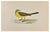 Alexander Francis Lydon, Yellow Wagtail, Woodcut Print, 1870 For Sale