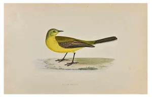 Alexander Francis Lydon, Yellow Wagtail, Woodcut Print, 1870