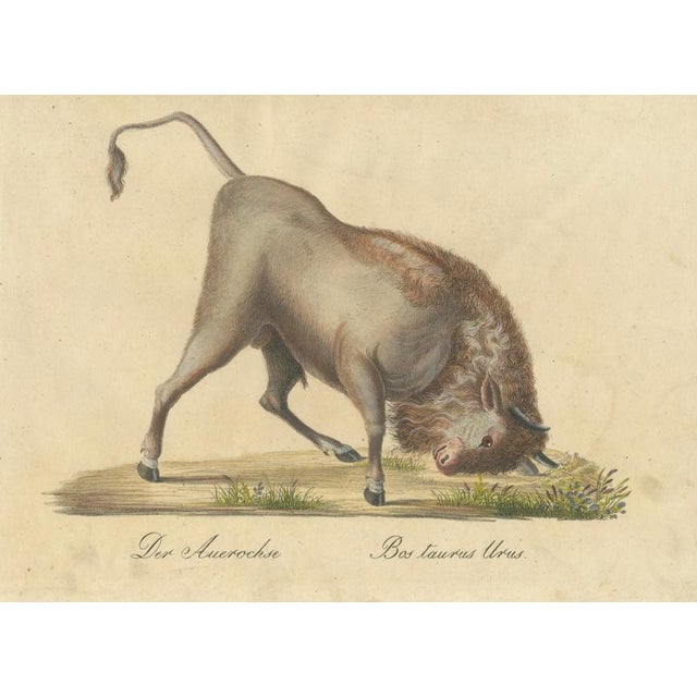 Early 19th Century Karl Joseph Brodtmann, Indian Zebu Bull and Extinct Aurochs, 1816, Lithograph For Sale - Image 5 of 9