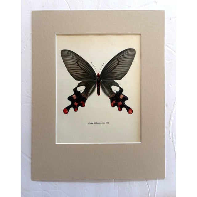 Realism Vintage 1965 Butterfly Print in 11x14 Mat: Paradis Philoxenus/Common Windmill For Sale - Image 3 of 3