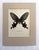 Realism Vintage 1965 Butterfly Print in 11x14 Mat: Paradis Philoxenus/Common Windmill For Sale - Image 3 of 3