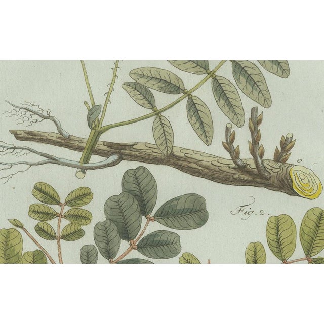 Early 19th Century Bertuch, Rubber and Gum Arabic Trees, 1802, Engraving For Sale - Image 5 of 9