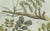 Early 19th Century Bertuch, Rubber and Gum Arabic Trees, 1802, Engraving For Sale - Image 5 of 9