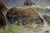 Realism Oil Painting Raging Pestilence O. Stoyanova For Sale - Image 3 of 8