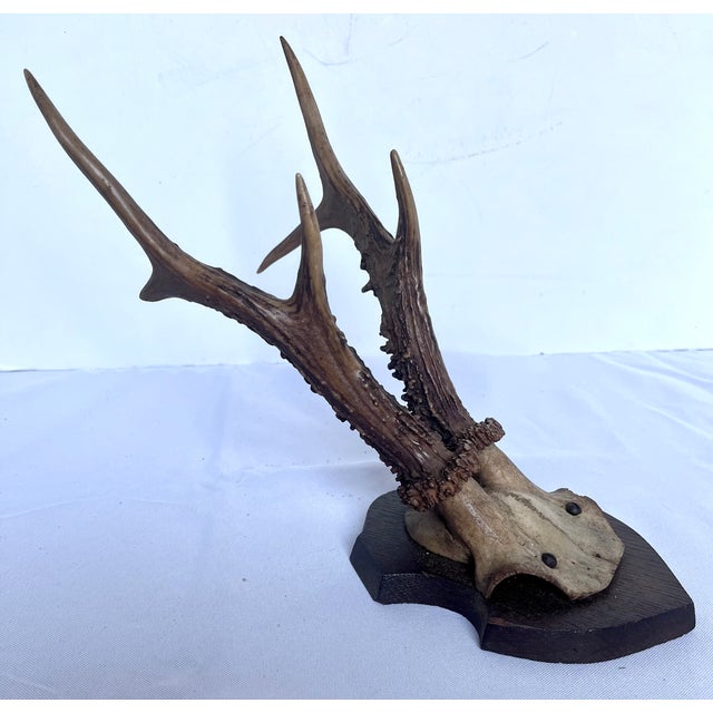 Rustic European 1899 Antique German Roe Deer Antler Trophy Skull Mount by Dittmar Siebert Fritzlar For Sale - Image 3 of 10