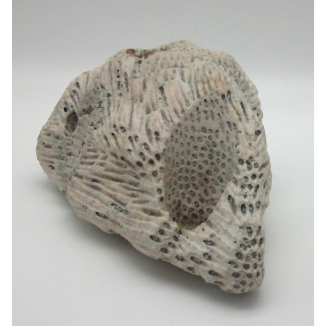 Large Fossilized Brain Coral Specimen Nautical Sea Creature Art Beach For Sale - Image 4 of 10