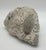 Large Fossilized Brain Coral Specimen Nautical Sea Creature Art Beach For Sale - Image 4 of 10
