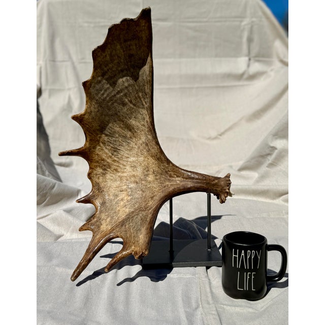 Large naturally shed moose paddle found in Wyoming mounted on a weighted steel base. Approx. 15 lbs 25”x18”x13”