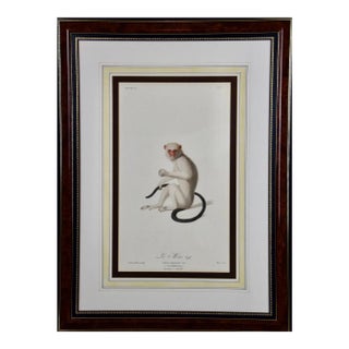 Silvery Marmoset Amazon Monkey: Framed Audebert 18th C. Hand-Colored Engraving, 1797 For Sale