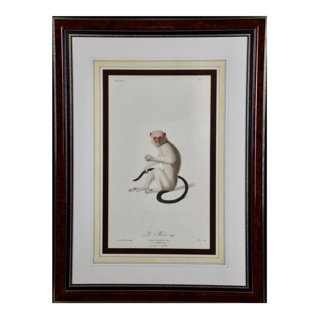 Silvery Marmoset Amazon Monkey: Framed Audebert 18th C. Hand-Colored Engraving, 1797 For Sale