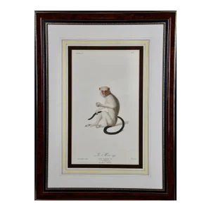 Silvery Marmoset Amazon Monkey: Framed Audebert 18th C. Hand-Colored Engraving, 1797