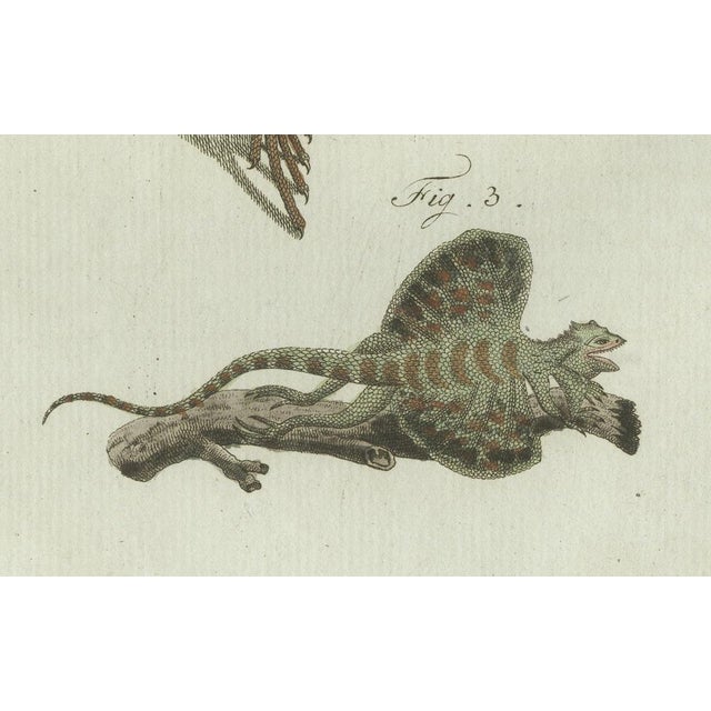Paper Bertuch, Exotic Lizards and Flying Dragon, 1800, Engraving For Sale - Image 7 of 9
