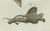 Paper Bertuch, Exotic Lizards and Flying Dragon, 1800, Engraving For Sale - Image 7 of 9