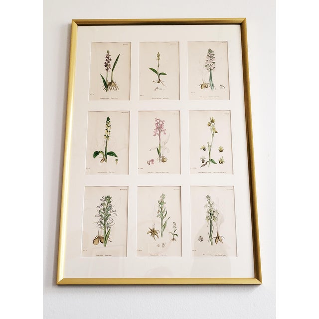Elegant orchids: Lovely framed set (2 of 2) of antique botanical illustrations. 9 hand coloured etchings, signed E.B.,...