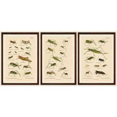 Title: monumental orthoptera of central europe – three hand-colored lithographs, 1908 an impressive set of three original...