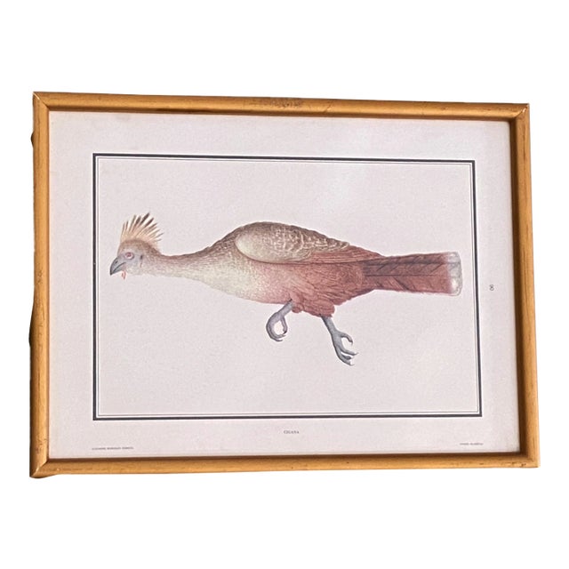 Vintage 19th C Alexander Rodrigues Ferreira Rugendas Print Framed For Sale