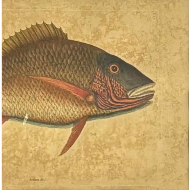 Tan 18th Century Framed Fish Engravings by Mark Catesby, a Pair For Sale - Image 8 of 11