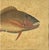 Tan 18th Century Framed Fish Engravings by Mark Catesby, a Pair For Sale - Image 8 of 11
