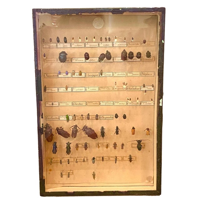 Collection of 5 19th Century Beetles in Shadow Boxes For Sale - Image 4 of 12