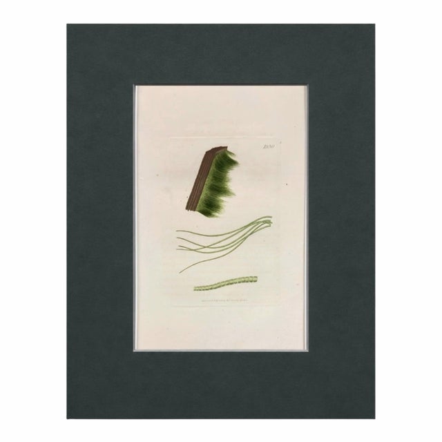 Set of 6 Antique Hand-Colored Sowerby Seaweed Prints For Sale In Columbus - Image 6 of 8