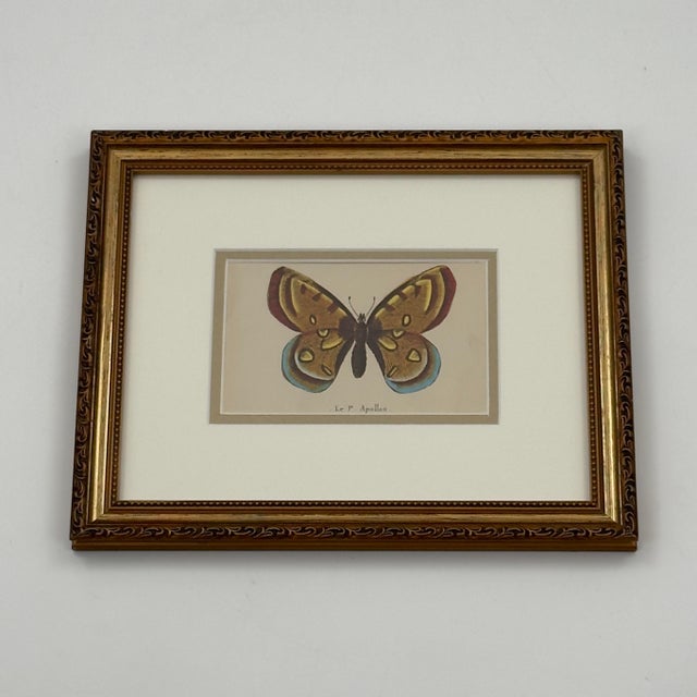 Vintage Le P. Apollon Butterfly Natural History Print French Entomology For Sale In Tampa - Image 6 of 7