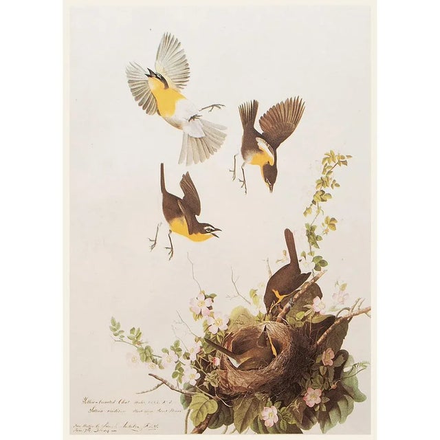 1960s 1966 Vintage Farmhouse Cottage Print "Yellow-Breasted Chat" After John James Audubon For Sale - Image 5 of 8